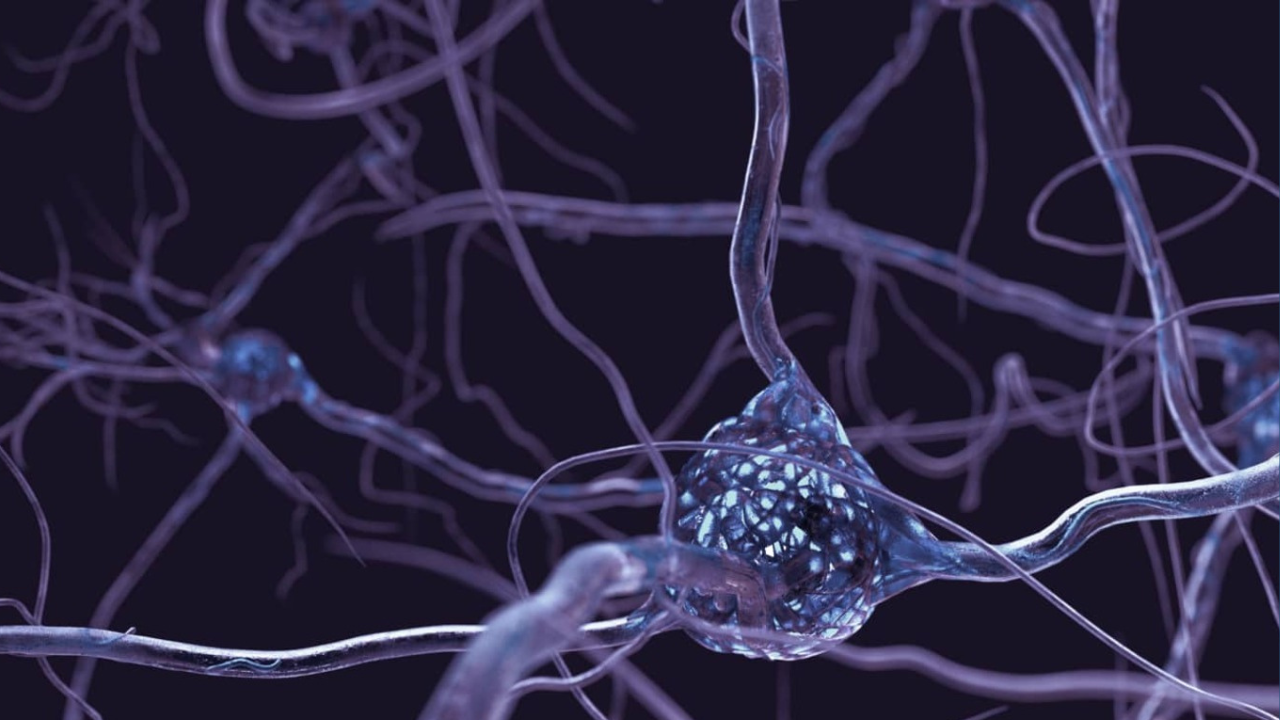 How to Learn Neuroscience for Business: Leadership, Decision-Making and Performance